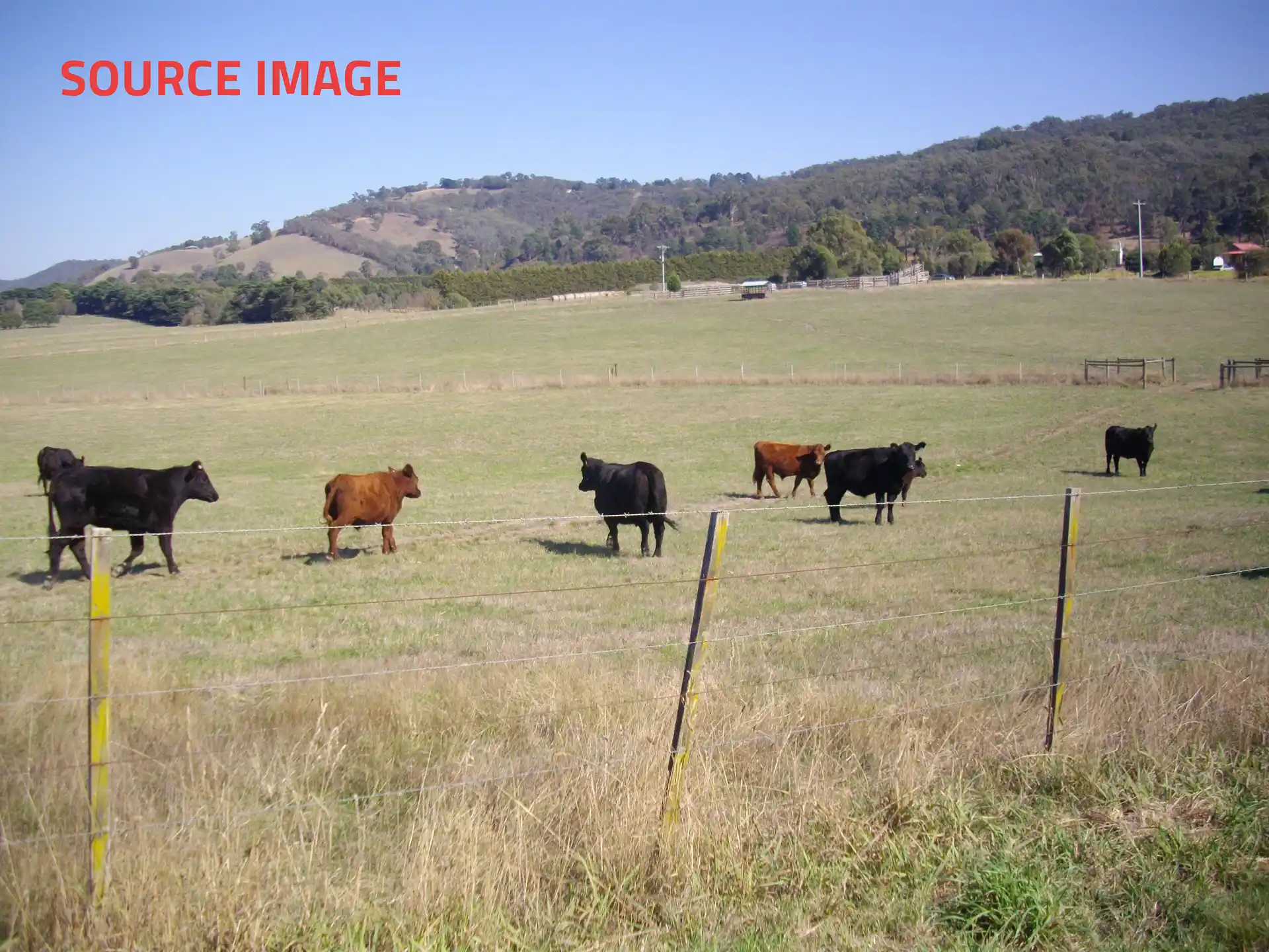 Realism painting | Cows in a paddock at Yarra Glen | Source image