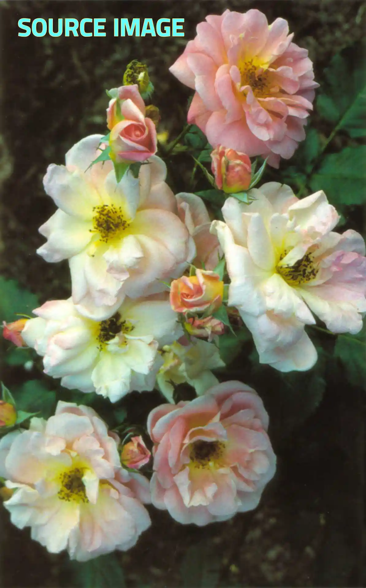 Realism painting | Flowers | Source image